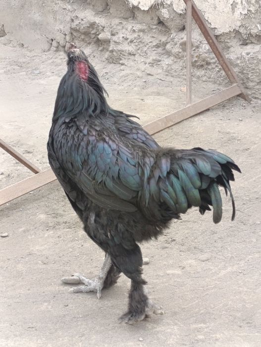 Xo'roz sotiladi 1 ta