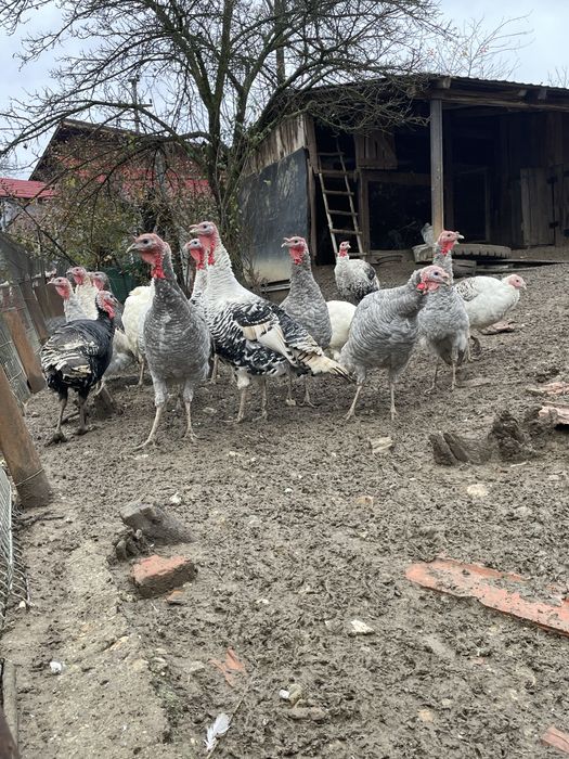 Curcani de vânzare – crescuți natural