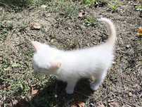 Белый котёнок 1 месяц