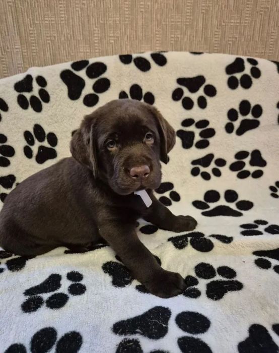 Чистокровные щенки лабрадора