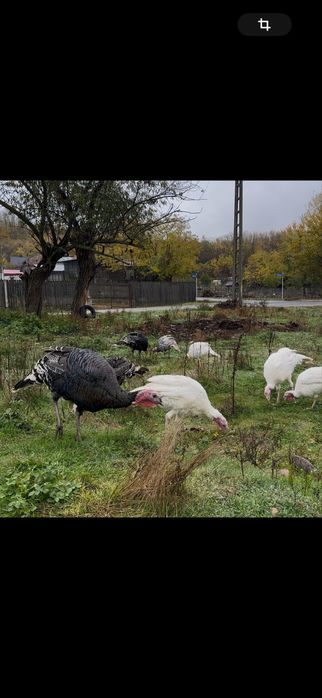 Curci si curcani romanesti/de tara
