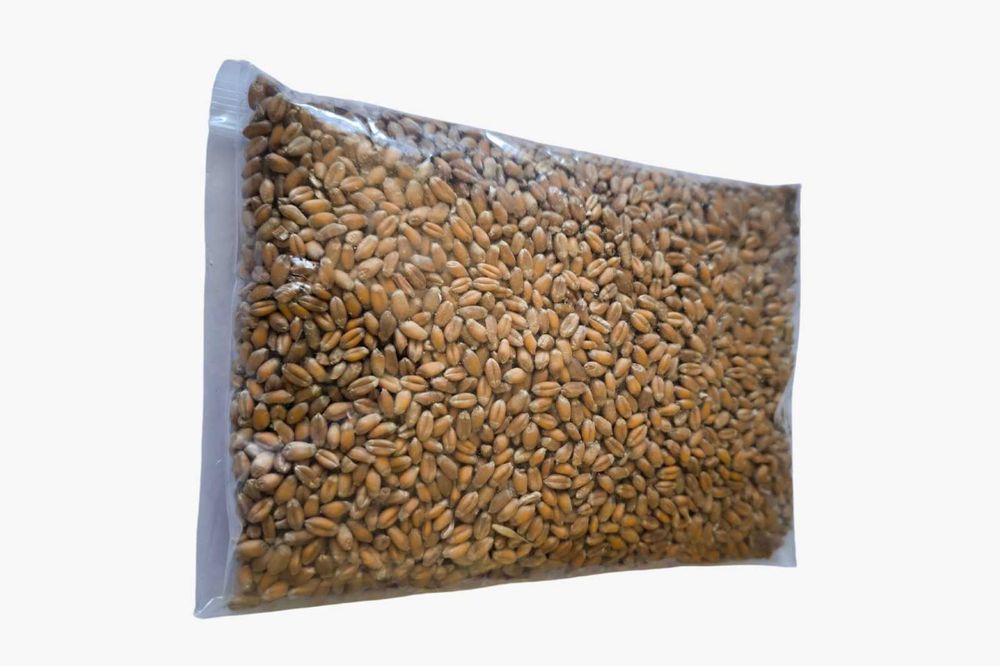 Iarba pisicii, seminte crestere verdeata pentru digestia piscii - 250g