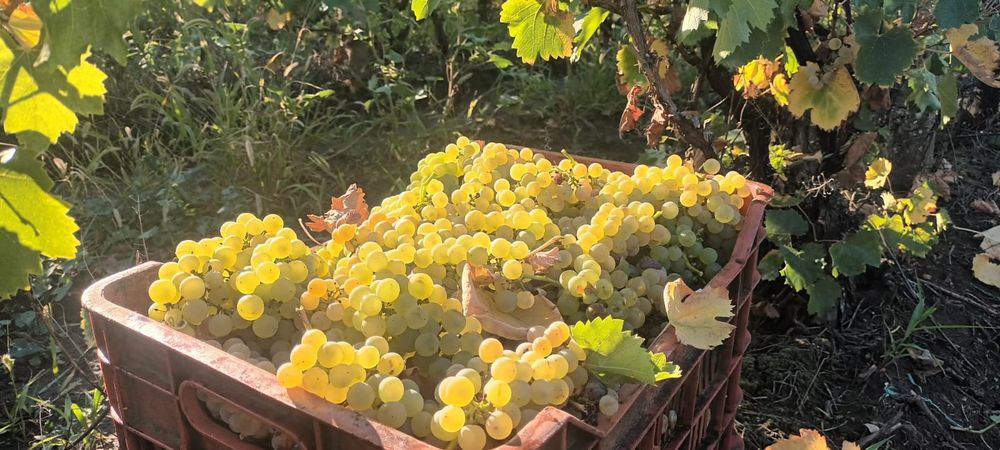 Vând struguri de vin