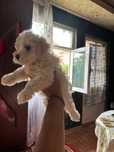 Vând pui bichon  rasă pură (creți)