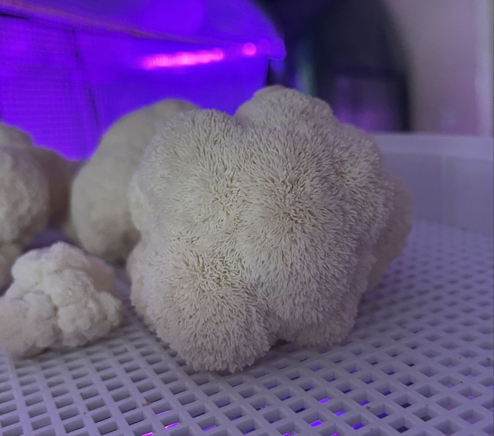 Ciuperci Lion’s Mane (Coama leului)