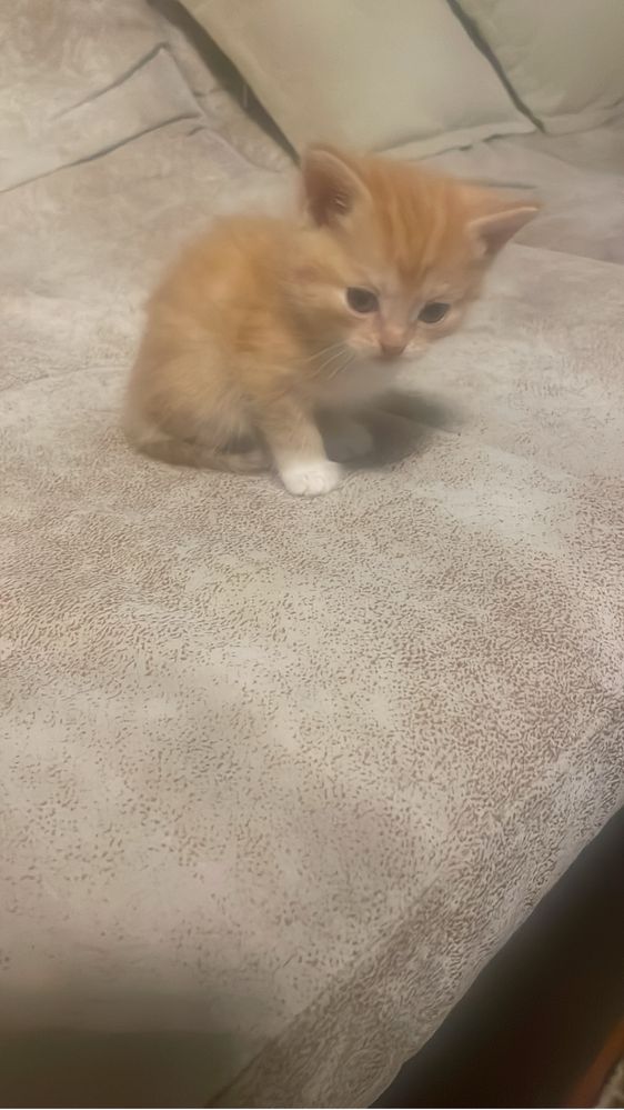 Котята 5 шт бесплатно