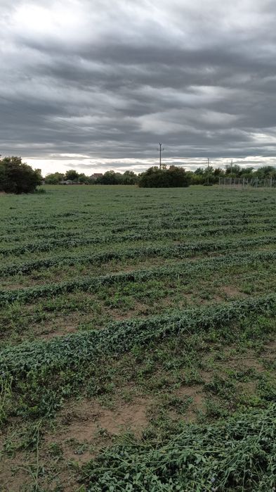 Baloți lucerna 2025