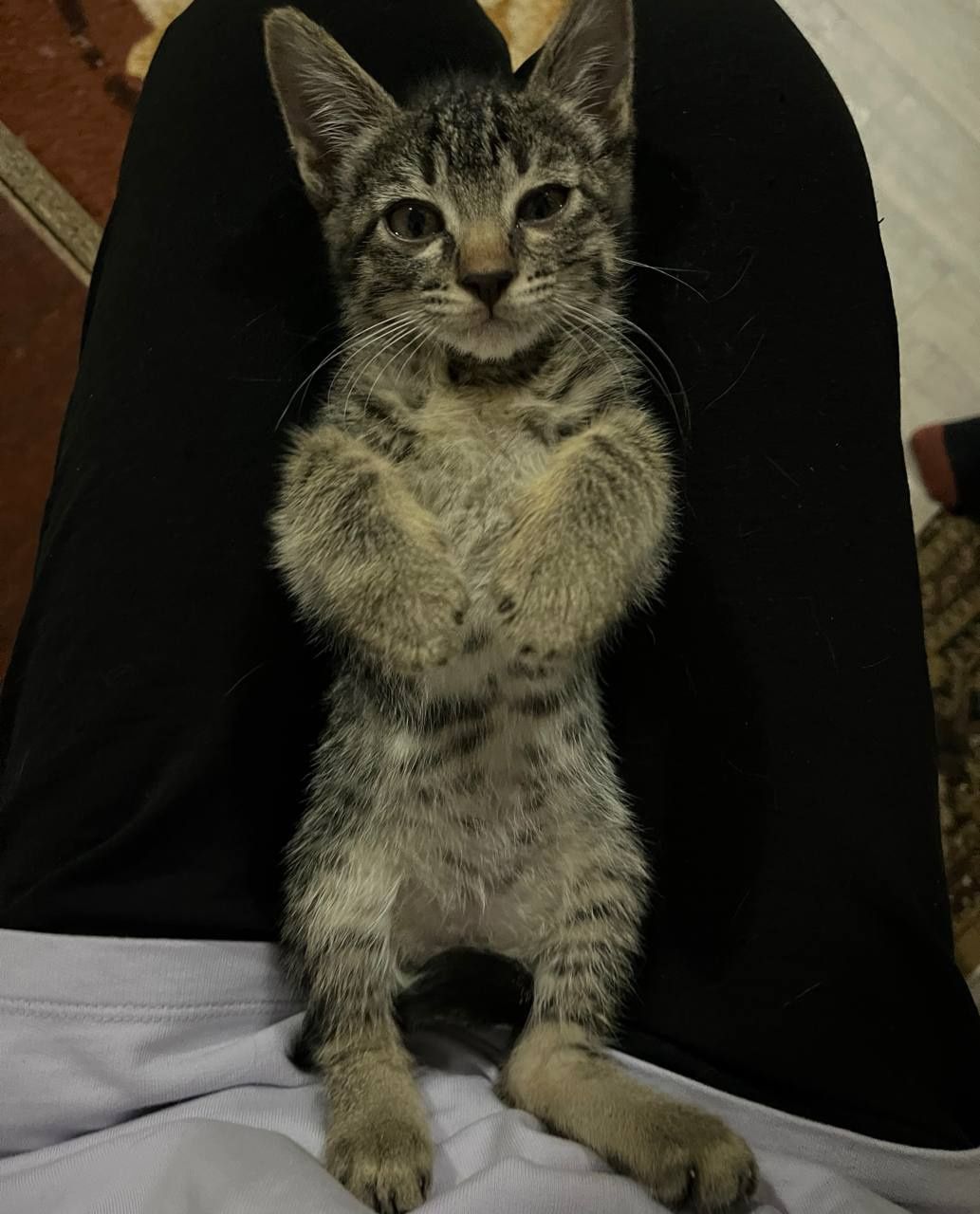 Пристраиваются котята