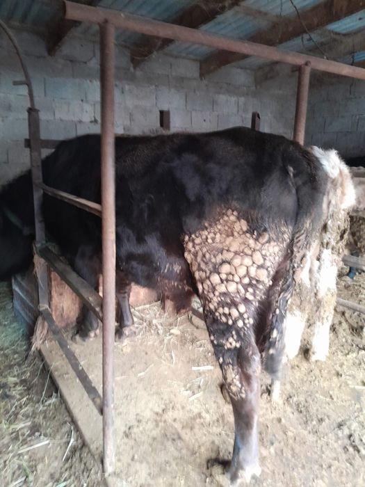 Бык на откорме.