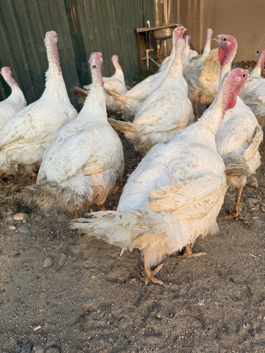 Принимаем заказ на индюков.