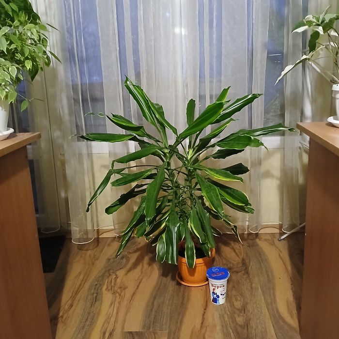 Драцена фрагранс