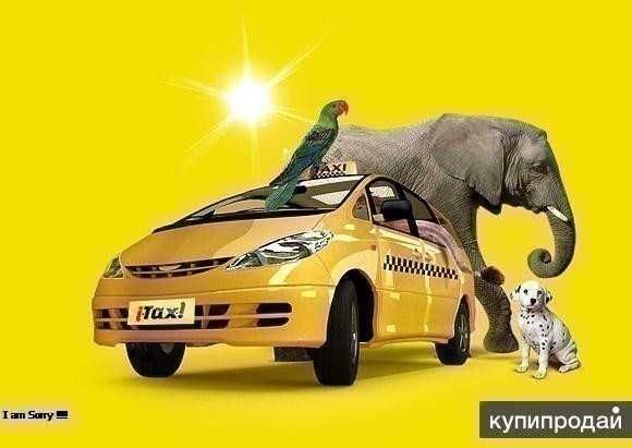 ЗООТАКСИ ! Везем с любовью