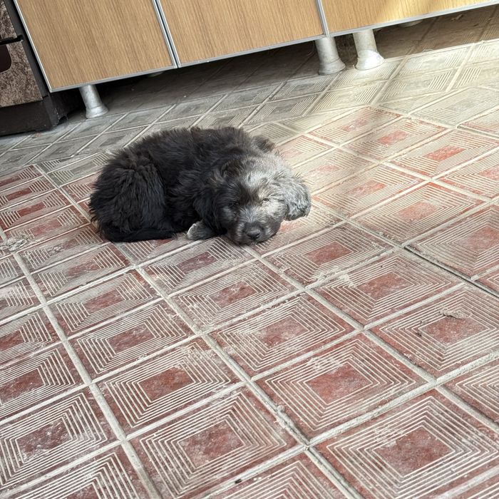 Отдам щенят в добрые руки