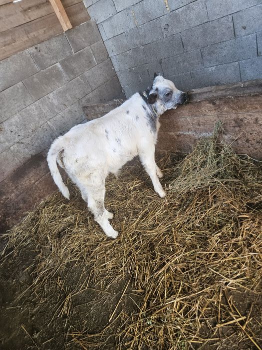 Vând vaca cu vițel