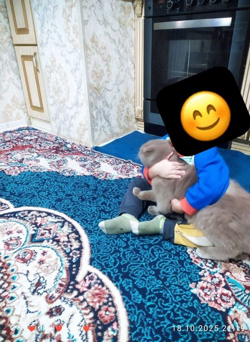 Skotish fold toza qon o'g'il bola liloliy aqilliy latokni 5+ biladi