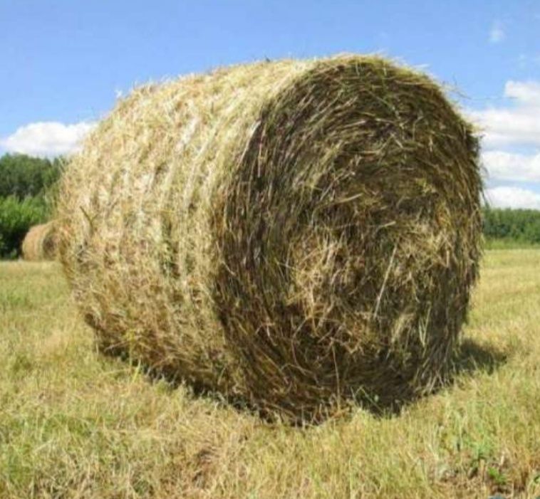 Сено суданки и пырей