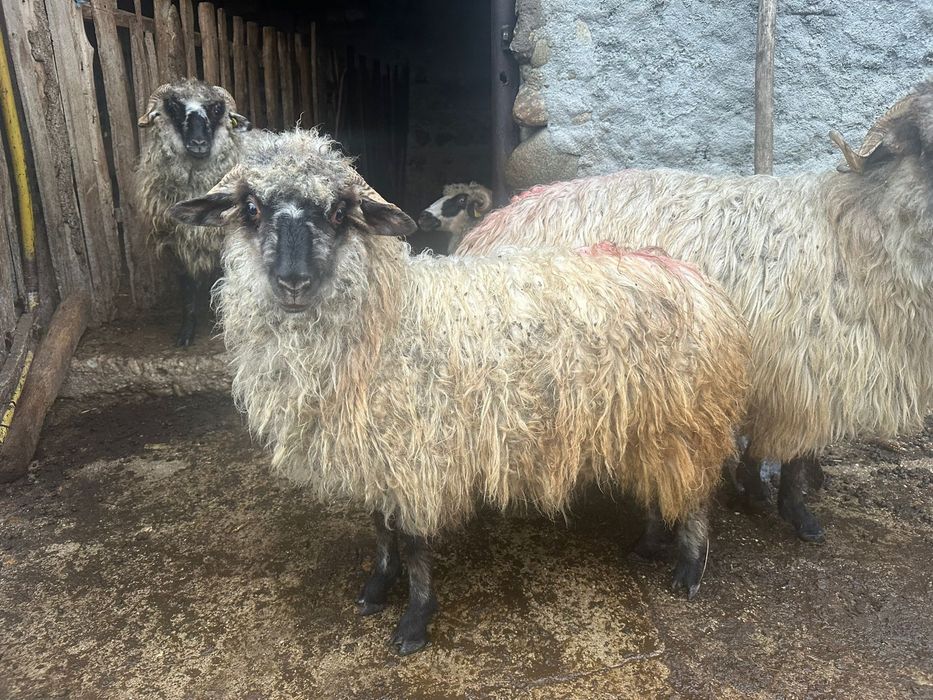 Vand un noatin si 3 mielute