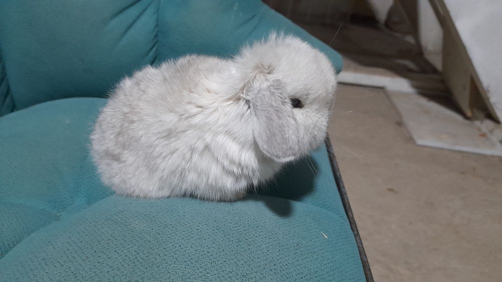 Продаётся декоративные карликовые кролики срочно