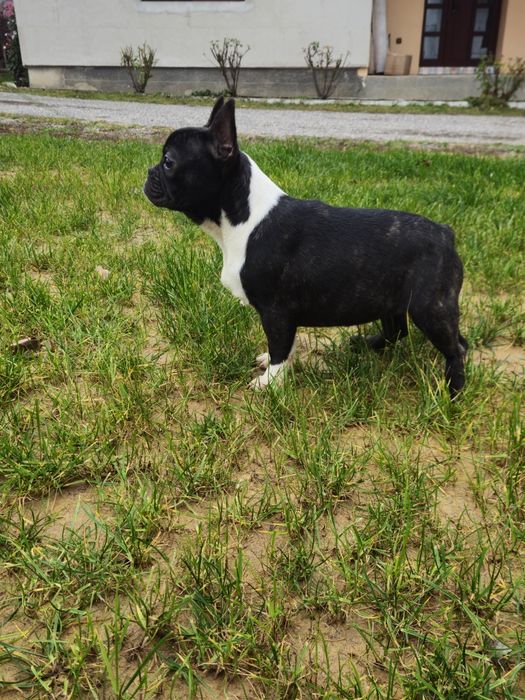Femelă Bulldog Francez