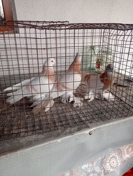 Голуби бойные породные