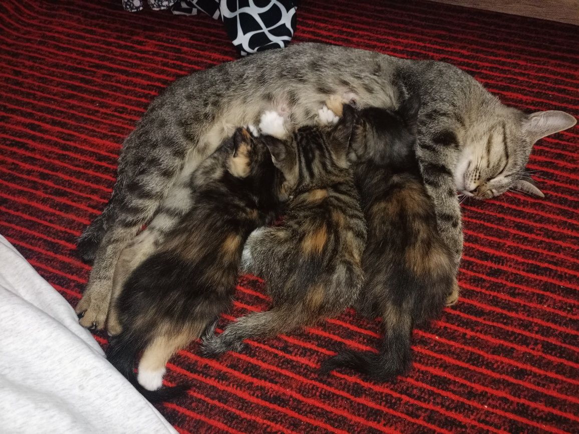 Отдам даром котят