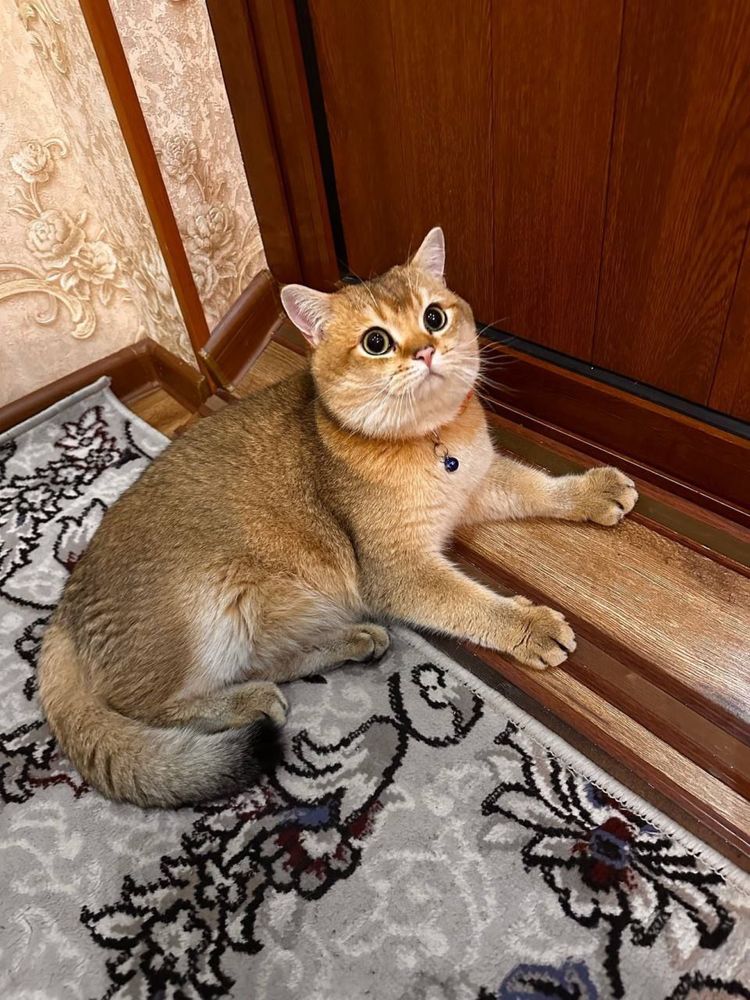 Забронировать‼️ котят шиншилл