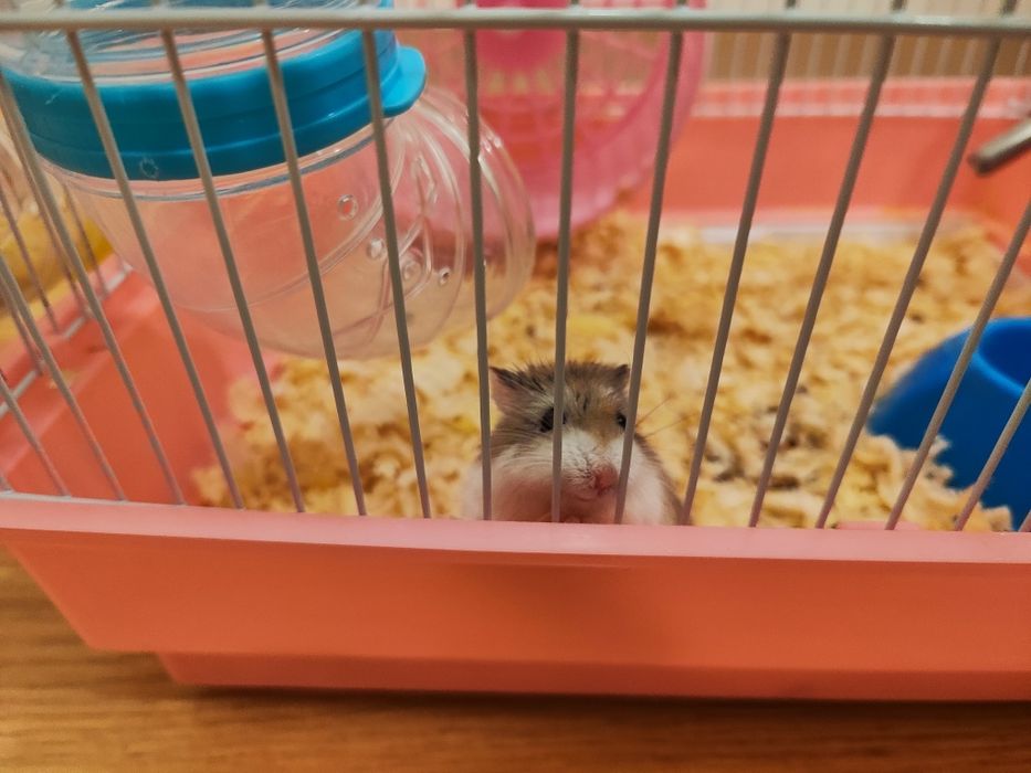 Хамстери и клетка