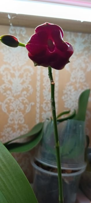 Орхидея Сого-Релакс восковая