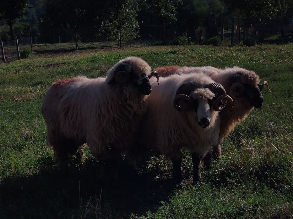Vând un berbec !