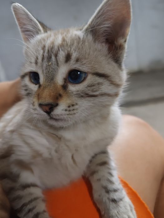 Siamskiy mushuklar sotiladi