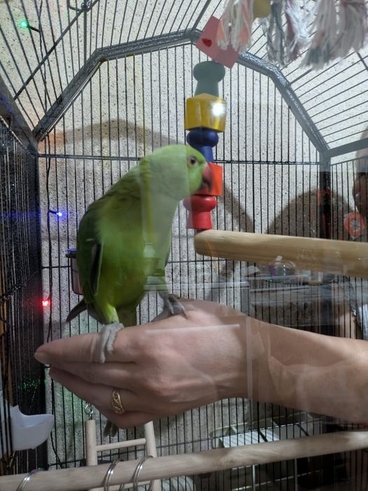 Продаются попугаи разные и канарейки