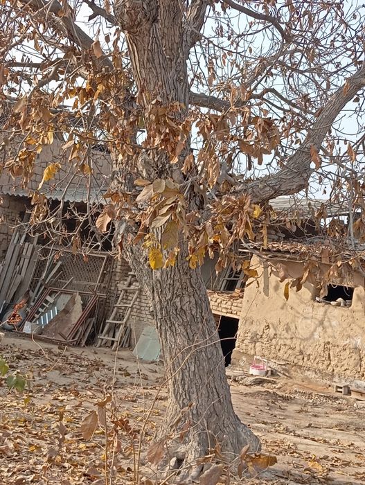 Yogʻoq daraxti  yoshi 40 da butun umri davomida halol xizmat qildi