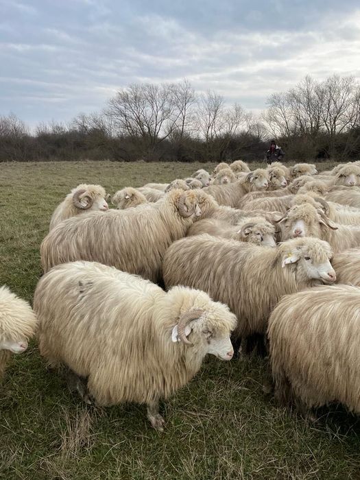 40 de oi de vânzare cu origine ,secțiunea principală .