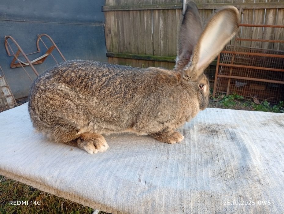 Femele UG vârstă de 8luni!