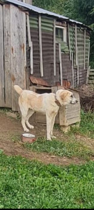 Caine de asia centrala