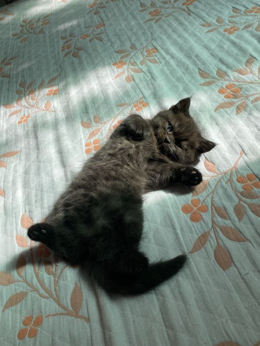 Продаются котенки скотиш фолд мальчик и страйт девочка, 800.000