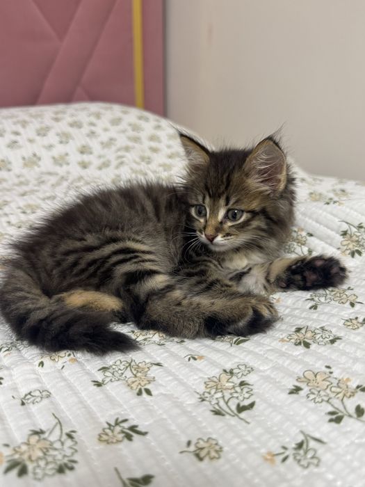 Котенок 2 месяца мальчик