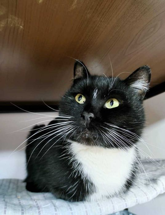 Кастрированный котик ищет дом! БЕСПЛАТНО