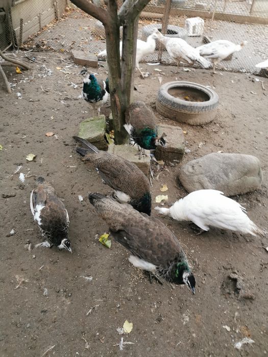 Păuni arlechin, comuni 2025