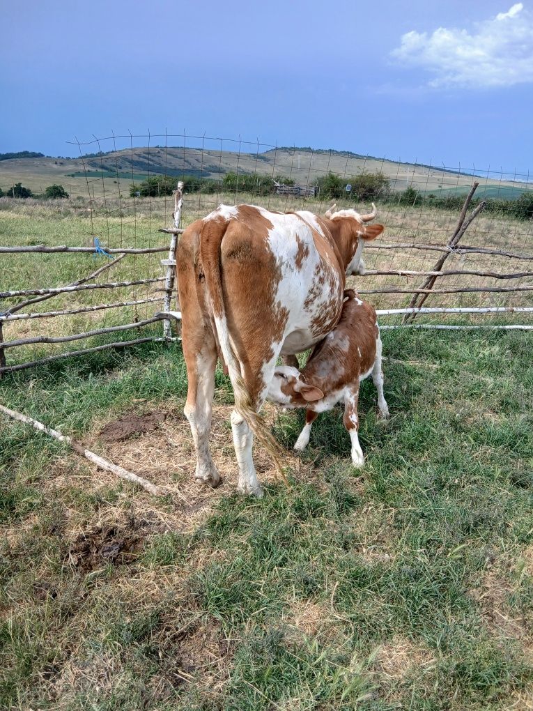 Vând vaca cu vițel
