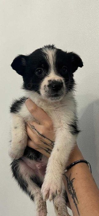 Щенячьи детки ищут настоящий дом