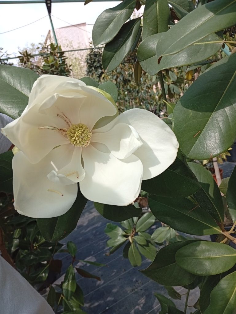 Magnolia Grandiflora Galliosensis
