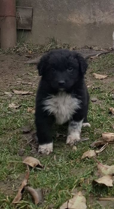 Catei metis pentru adoptie