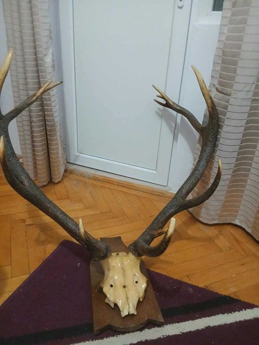 De vânzare trofeu cerb