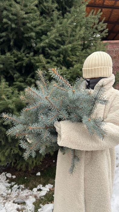 Живые ветки голубой ели можевельника сосны шишки всё  живое