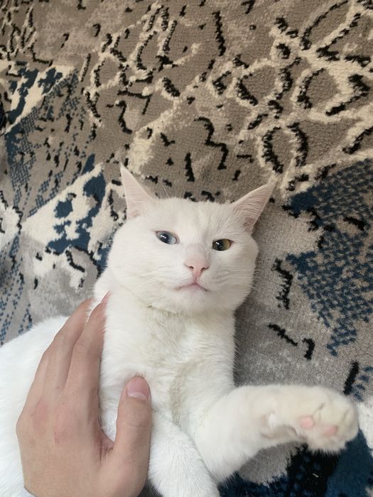 Турецкая ангора белая пушистая