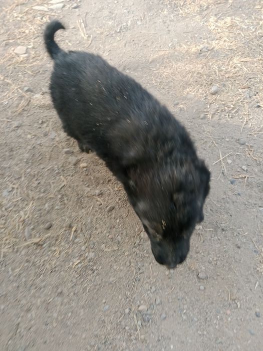 Alabay bollari sotuvda