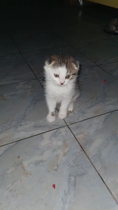 Котята ласковые !