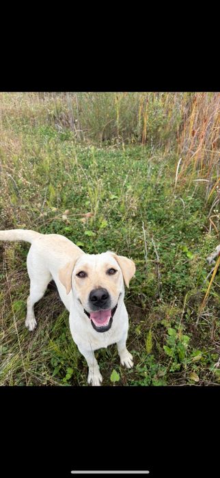 Femela Labrador Retriever