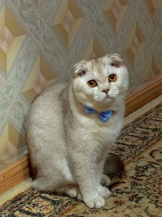 Кот для вязки! Ищем кошечку!